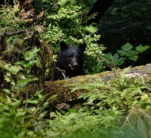 Schwarzbär 2 (Foto: Franz Neumeier)