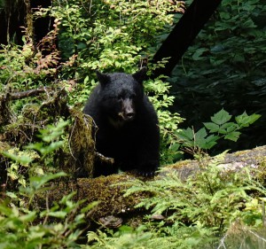 Schwarzbär 2 (Foto: Franz Neumeier)