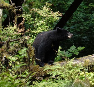 Schwarzbär 2 (Foto: Franz Neumeier)