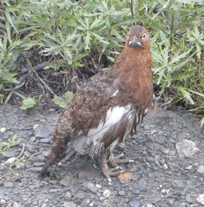 Ptarmigan