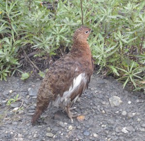 Ptarmigan