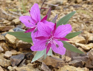 Flora