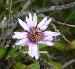 Flora