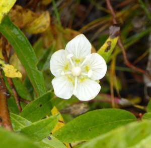 Flora