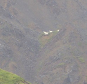 Dall Schafe in den Bergen beim Toklat River