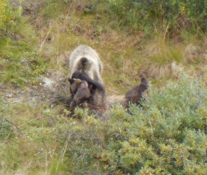 Bärenfamilie 1