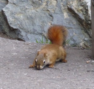 anderes Wildlife