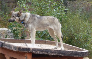 Huskies
