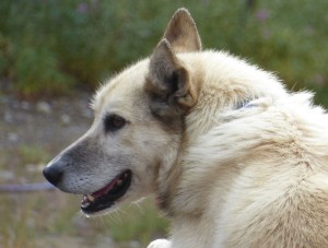 Huskies