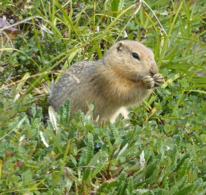 Ground Squirrel
