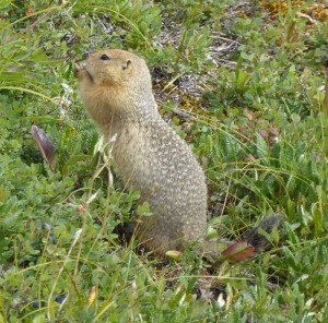 Ground Squirrel