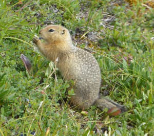 Ground Squirrel