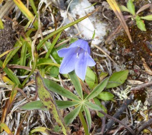 Glockenblume