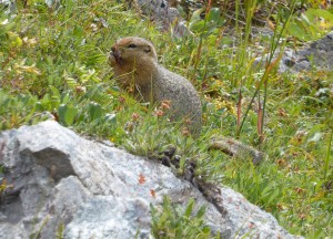 Ground Squirrel mit dicken Backen