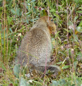 Ground Squirrel mit dicken Backen