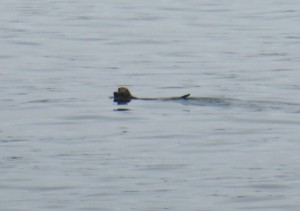 erste Seeotter
