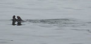 erste Seeotter