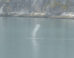 Buckelwal / Humpback