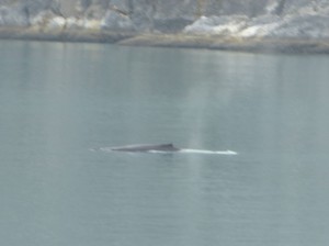 Buckelwal / Humpback