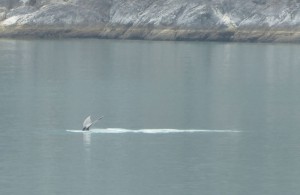 Buckelwal / Humpback