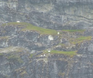 Bergziegen