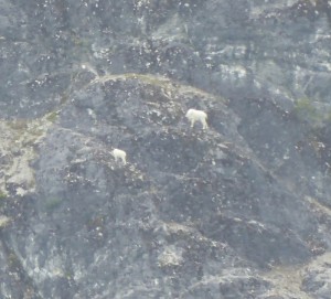 Bergziegen
