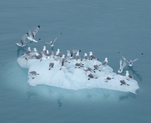 Möwen auf Eisscholle