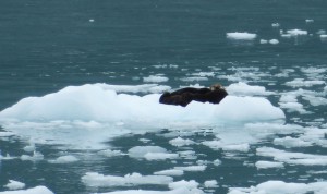 Seeotter
