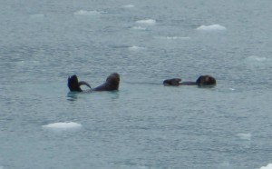 Seeotter