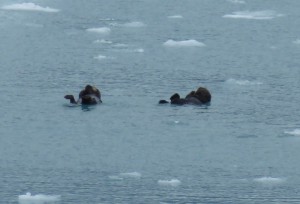 Seeotter