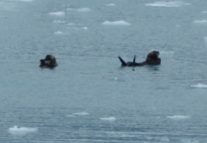 Seeotter