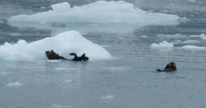 Seeotter