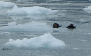 Seeotter