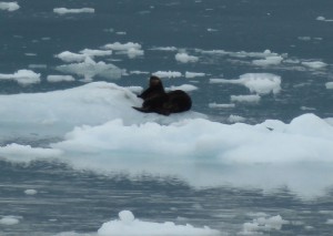 Seeotter