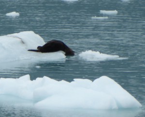 Seeotter