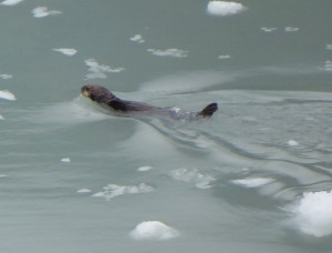 Seeotter