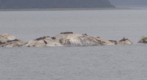 South Marble Island und Steller Sea Lions