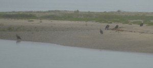 Weißkopf-Seeadler im Regen