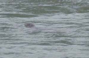 Harbor Seal