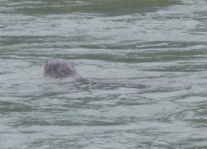 Harbor Seal