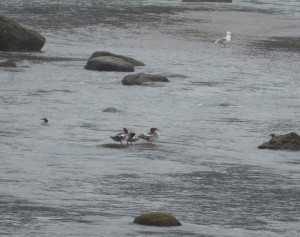 Enten und Möwen