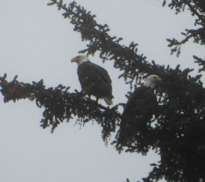 zwei Weißkopf-Seeadler im Regen