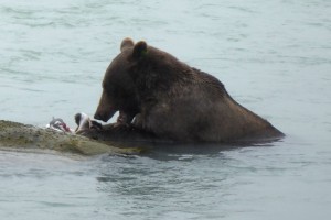 noch ein Lachs