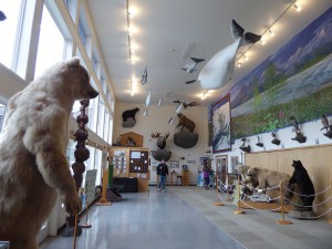 American Bald Eagle Foundation