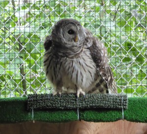 American Bald Eagle Foundation