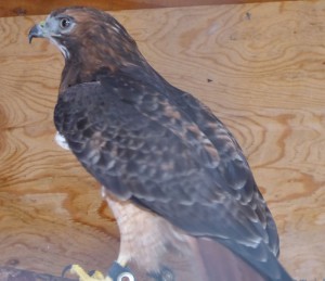 American Bald Eagle Foundation