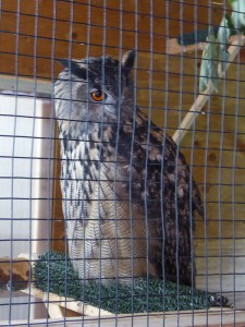 American Bald Eagle Foundation