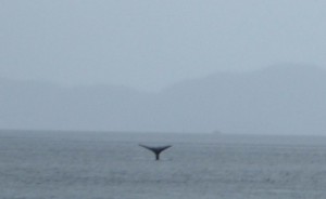 Whale Watching