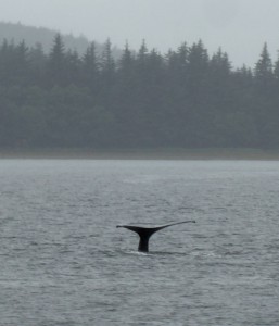 Whale Watching