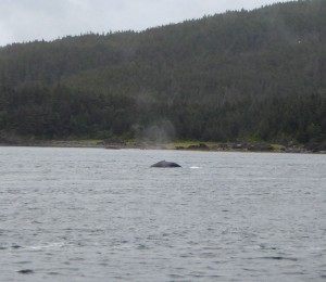Whale Watching